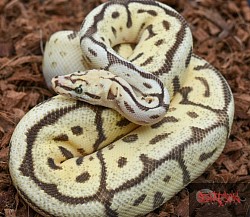 MellowYellow- Leopard Flame Bumble Bee female