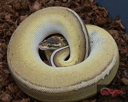 Leopard Lesser Pewter?? Female