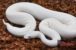 Mystery- Super Butter possible pastel tristripe female
