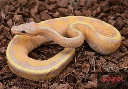 Banana Genetic Stripe male