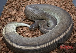 Cinnamon Genetic Stripe female