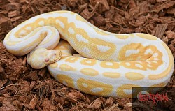 Cinnamon Albino female