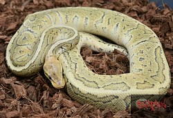 Hypo Chocolate Lemonblast