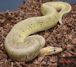 Super Pastel Chocolate Pinstripe pos het hypo