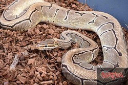 Astrid- Orange Dream Pinstripe female