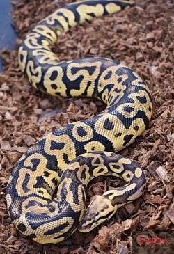 Pastel Leopard Female