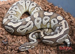 Jenny- Mojave female