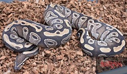 Myschief- mystic female