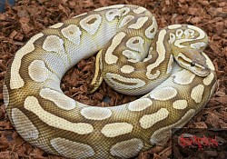 Stormy- lesser 100% het clown