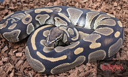 Gracie- 100% het pied