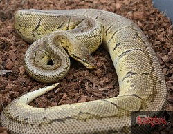 Savannah- lemonblast 100% het desert ghost