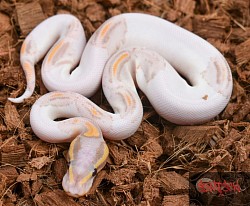 Banana yellowbelly pied male