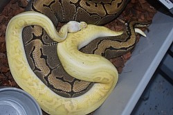 Coming Soon!  Leopard Banana Pewter X Pinstripe