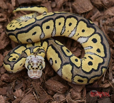 Female