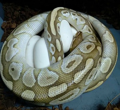 Lesser het clown