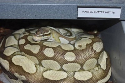 Pastel Butter het tristripe