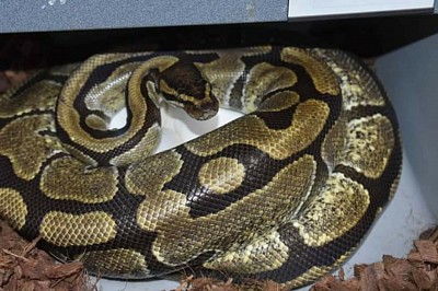 Enchi het tristripe