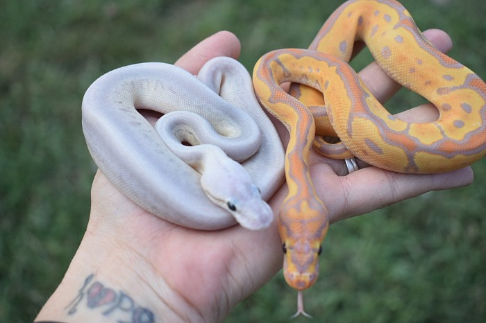 Banana clown and his clutch mate from my “Fire and Ice” clutch